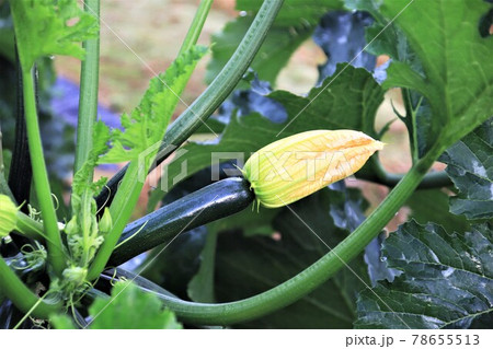 ズッキーニ畑 78655513