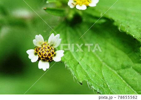 初夏に咲き始めたハキダメギク（掃溜め菊） 78655562