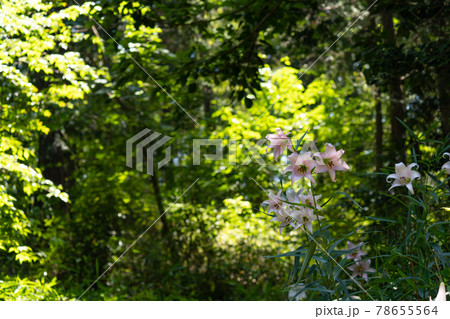 初夏の日差しが明るい里山と満開のササユリ 78655564