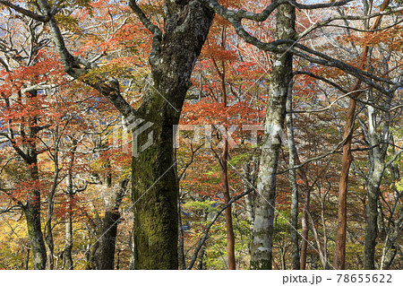 大台ケ原紅葉 大台ケ原紅葉 78655622