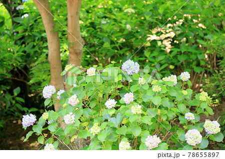 アジサイの花 アジサイの花 78655897