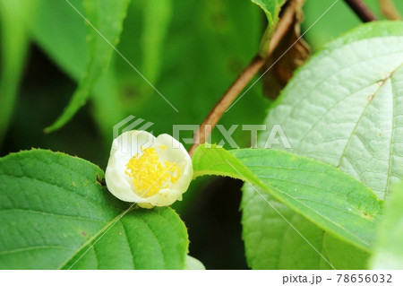 マタタビ(木天蓼)の花 咲き始め マタタビ(木天蓼)の花 咲き始め 78656032