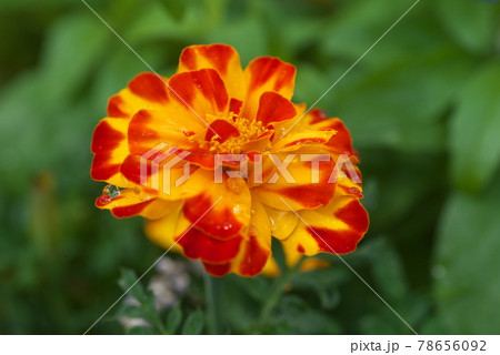 マリーゴールドのアップ【緑背景】 78656092