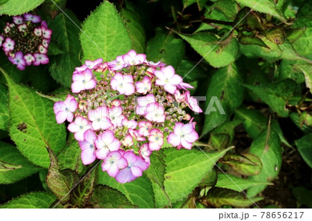 白い装飾花に赤い縁取りがある キヨスミサワアジサイ 清澄沢紫陽花 の写真素材