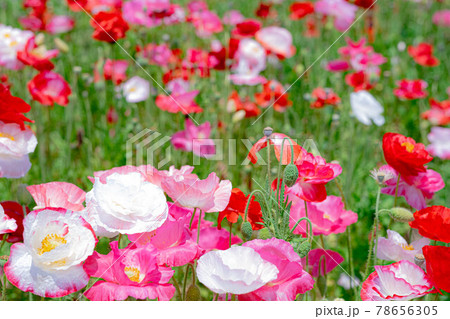 満開の花畑のなかでひと際目立つ存在　可愛い雰囲気のポピー 78656305