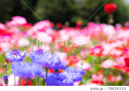 花畑には赤ピンク白の花 その中に青色の花 異色の存在で浮いた存在 花畑には赤ピンク白の花 その中に青色の花 異色の存在で浮いた存在 78656310