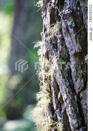 赤松に着生するサルオガセモドキ 赤松に着生するサルオガセモドキ 78656552