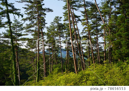 黒沢湿原の赤松樹林帯 78656553
