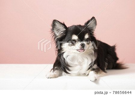 ピンクバックで伏せたチワワの写真素材 [78656644] - PIXTA