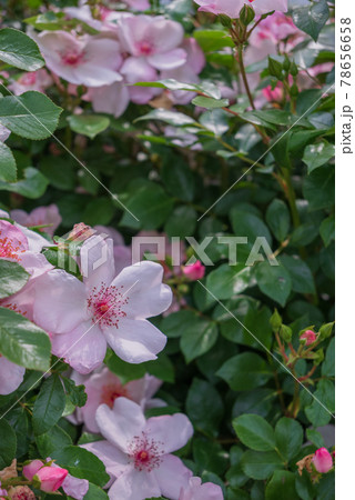 ピンクサクリーナ【修景バラ】 78656658