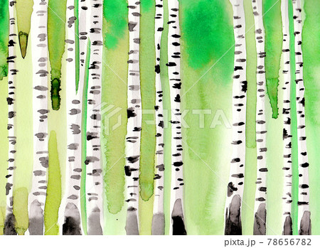 Birch forest. Ink and watercolor drawing 78656782