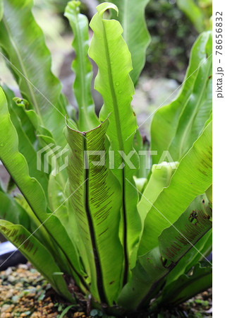 和歌山　庭 78656832