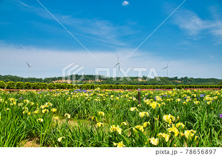 北潟湖畔 78656897