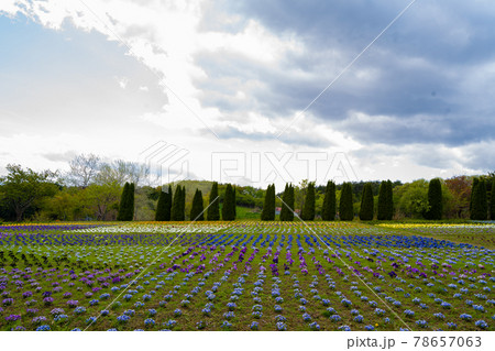 館ヶ森アーク牧場のお花畑 岩手県一関市藤沢町黄海 館ヶ森アーク牧場のお花畑 岩手県一関市藤沢町黄海 78657063