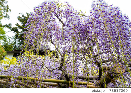 樹齢430年「子平町の藤」仙台市青葉区子平町の市指定天然記念物 78657069