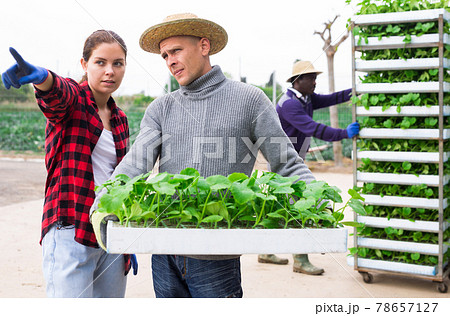 Manager tells the worker where to carry box with seedlings 78657127