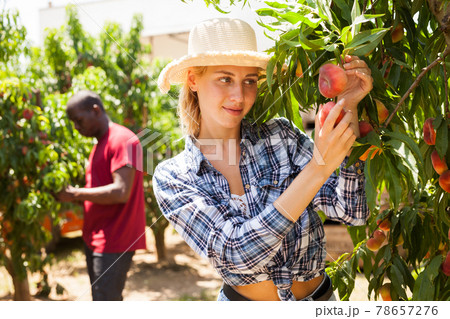 Woman farmer harvesting peaches 78657276
