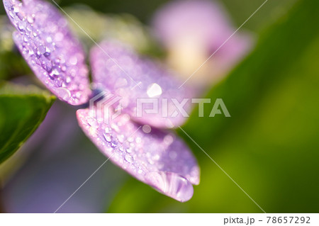 梅雨の晴れ間の紫陽花(ガクアジサイ) 梅雨の晴れ間の紫陽花(ガクアジサイ) 78657292