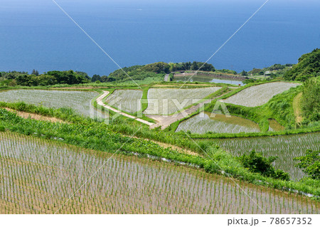 日本の棚田百選東後畑の棚田　山口県長門市　 78657352