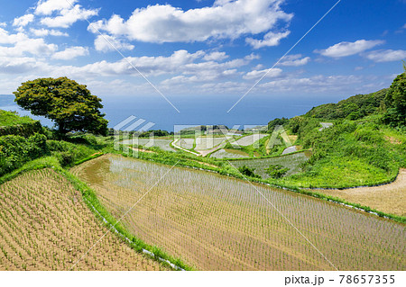日本の棚田百選東後畑の棚田　山口県長門市　 78657355