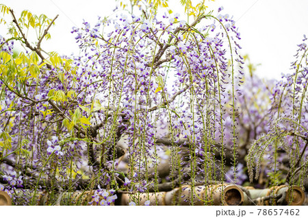 樹齢430年「子平町の藤」仙台市青葉区子平町の市指定天然記念物 78657462