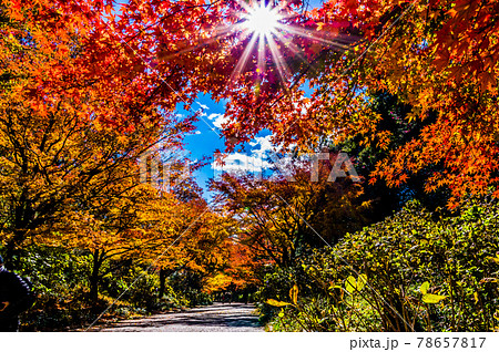 紅葉の隙間から太陽の光芒。神戸市立森林植物園 78657817