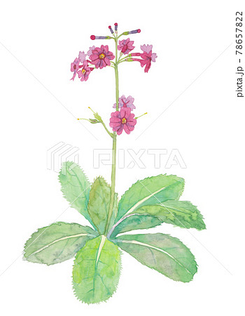 赤紫色のクリンソウのイラスト素材 [78657822] - PIXTA