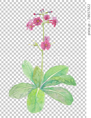 Red-purple Japanese primrose 78657822