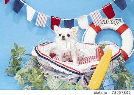バスケットに入った白いチワワ(夏イメージ) バスケットに入った白いチワワ(夏イメージ) 78657839