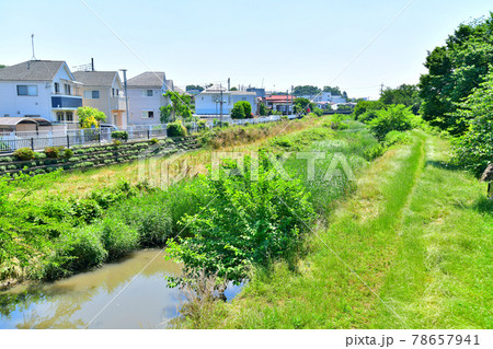 榛沢橋/野川より下流方向を望む(東京都三鷹市)【2021.6】 榛沢橋/野川より下流方向を望む(東京都三鷹市)【2021.6】 78657941