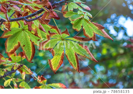 Horse chestnut leaves begin to dry and curl at edges due to heat and drought. The color of leaf changes smoothly from green to yellow and then to brown. Early autumn. Selective focus. Horse chestnut leaves begin to dry and curl at edges due to heat and drought. The color of leaf changes smoothly from green to yellow and then to brown. Early autumn. Selective focus. 78658135