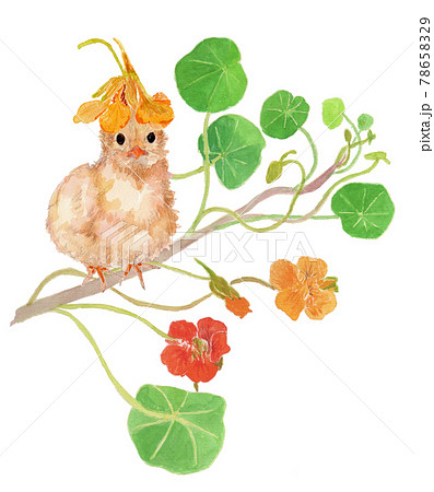 ナスタチウムの花とひよこの水彩イラスト ナスタチウムの花とひよこの水彩イラスト 78658329
