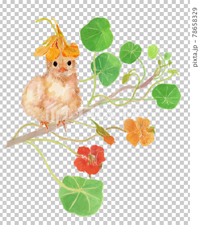 ナスタチウムの花とひよこの水彩イラスト ナスタチウムの花とひよこの水彩イラスト 78658329