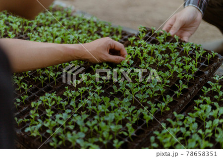 Gardening concept a farmer culling the green seedlings before removing them from pots to growing in the prepared soil plot 78658351