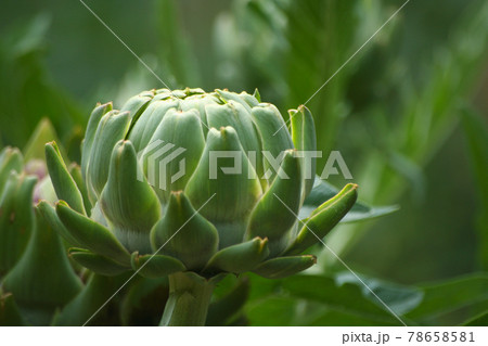 Artichoke in Garden With Blurred Green Plant Background Artichoke in Garden With Blurred Green Plant Background 78658581