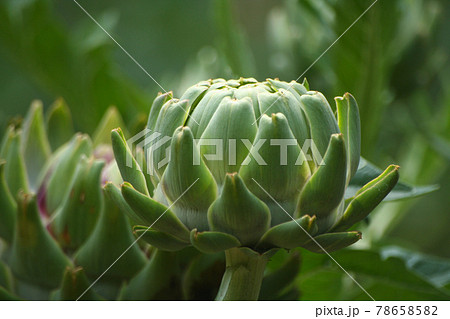 Artichoke in Garden With Blurred Green Plant Background 78658582