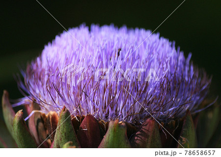 Blooming Purple Artichoke Growing in Garden Shallow DOF Blooming Purple Artichoke Growing in Garden Shallow DOF 78658657