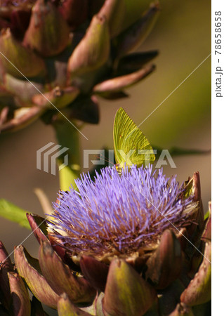Blooming Purple Artichoke in Garden With Butterfly Blooming Purple Artichoke in Garden With Butterfly 78658658