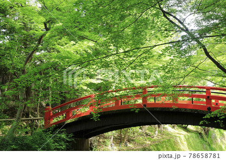 北野天満宮 お土居 新緑 青紅葉 北野天満宮 お土居 新緑 青紅葉 78658781