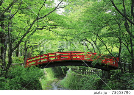 北野天満宮　お土居　新緑　青紅葉 78658790