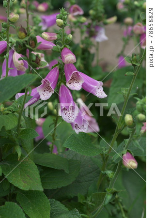 ジギタリス【緑背景】 78658829