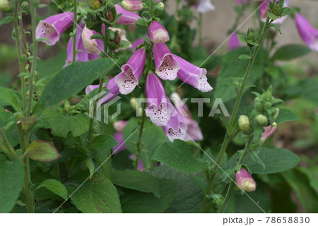 ジギタリス【緑背景】 78658830