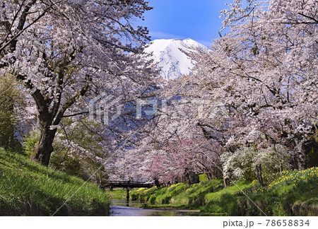 忍野村の富士山と桜 78658834