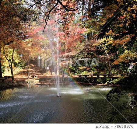 加茂山公園 秋 紅葉 加茂山公園 秋 紅葉 78658976