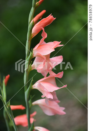 淡桃色のグラジオラス 78658979