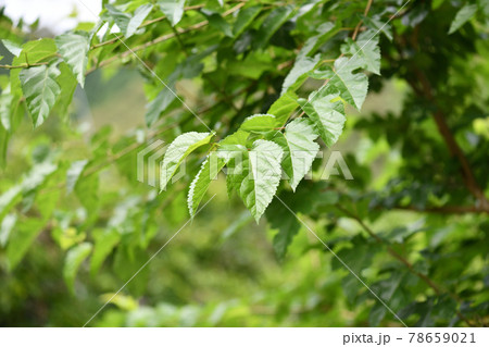 初夏の桑の葉 78659021