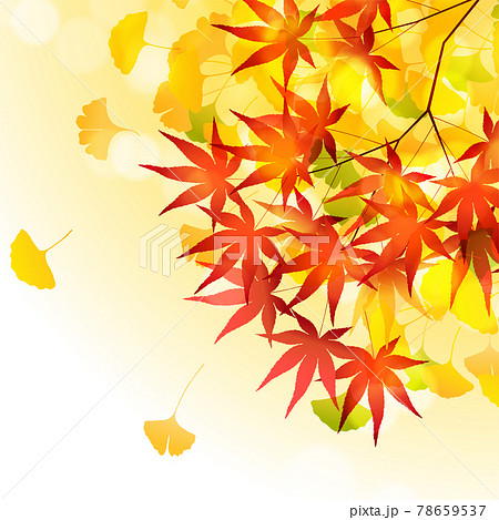 紅葉 イチョウ 葉 背景のイラスト素材
