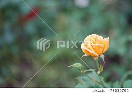 薔薇の花 オールドレンズ 薔薇の花 オールドレンズ 78659796