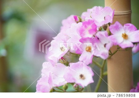 薔薇の花 オールドレンズ 薔薇の花 オールドレンズ 78659808