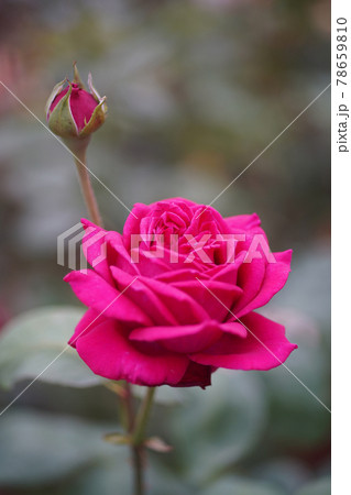 薔薇の花 オールドレンズ 薔薇の花 オールドレンズ 78659810